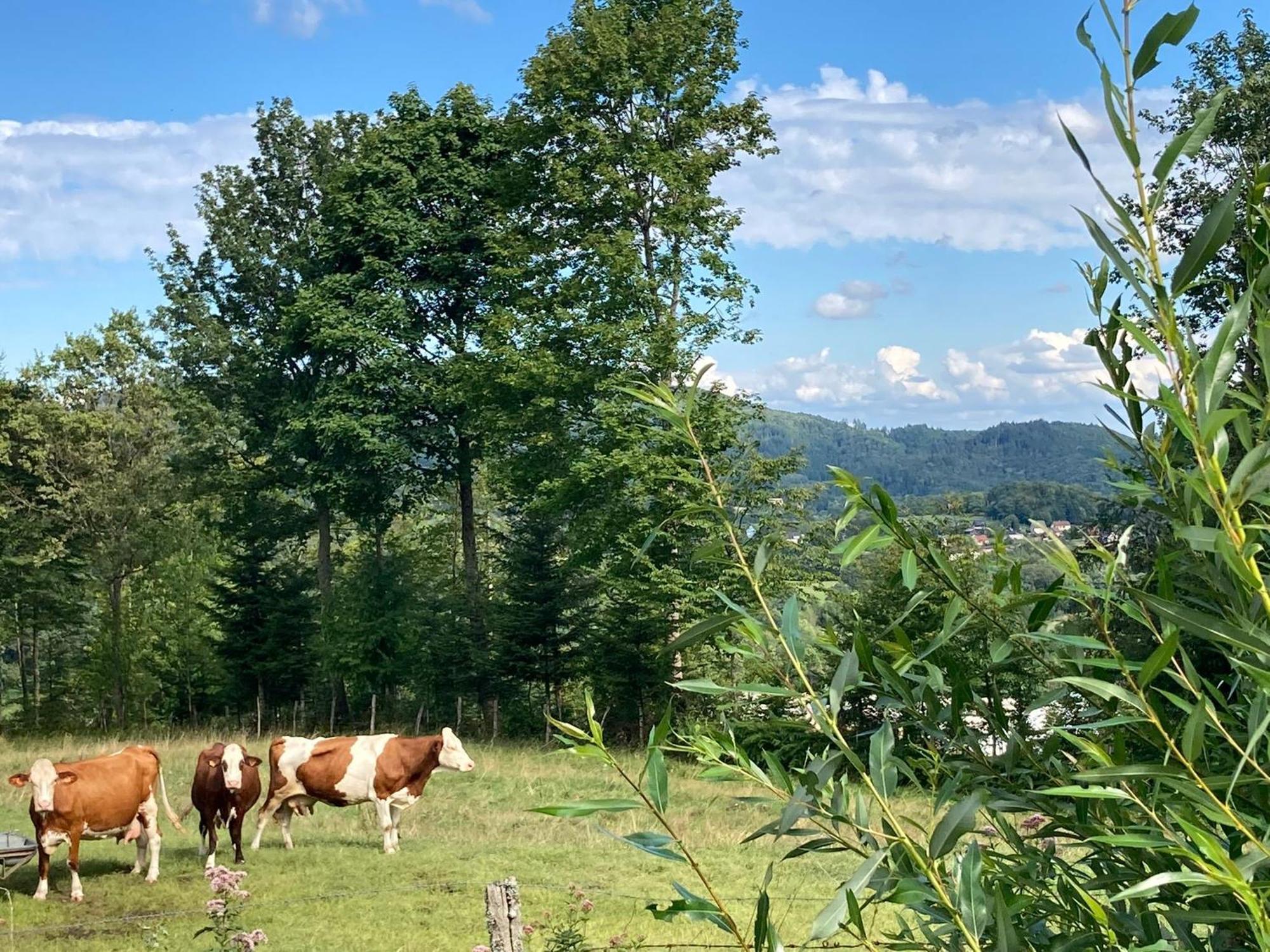 Vogesenparadies Kirchberg Екстериор снимка
